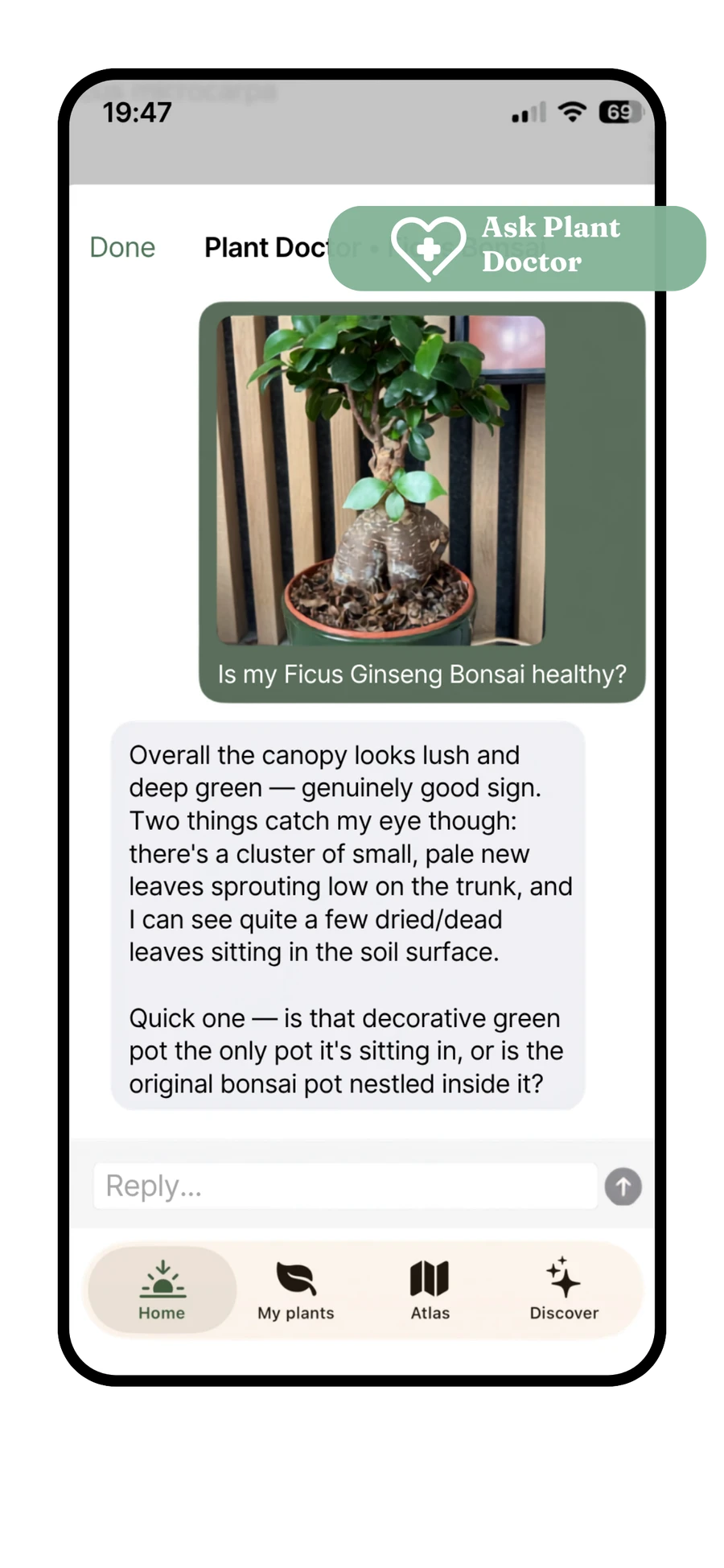 Planterra Plant Doctor AI chat diagnosing a Ficus Ginseng bonsai, with the plant's patient card